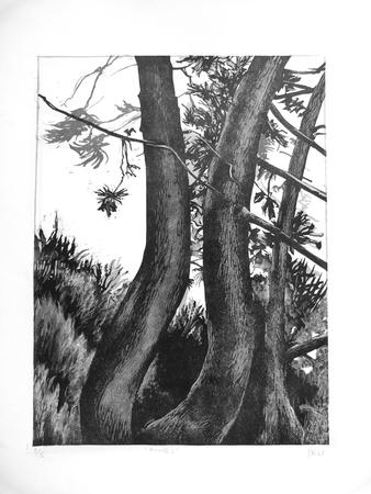 Pines (in Alexandra Park)