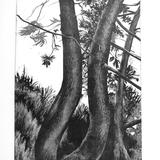 Pines (in Alexandra Park)