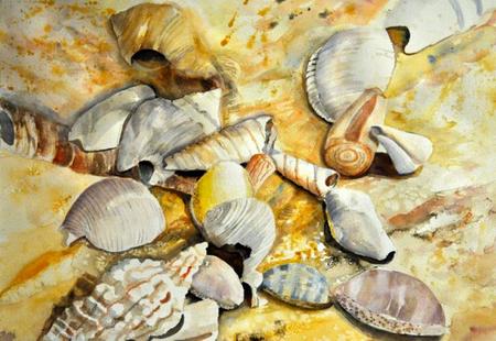 Seashells