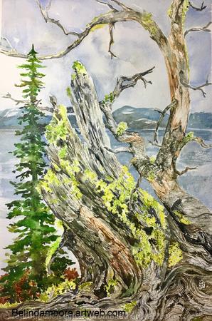 For The Love of Trees