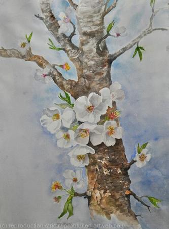 Almond Blossom 