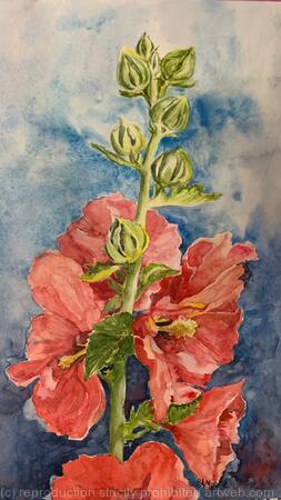 Hollyhocks 