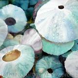 Sea Urchins at Rest