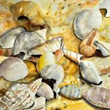 Seashells