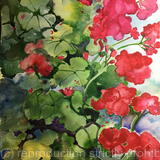 Geraniums Always Bloom