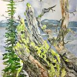 For The Love of Trees