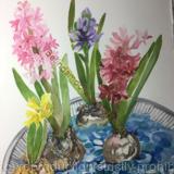 Hyacinths Memories 