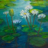 Water Lilies from Mexico