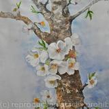 Almond Blossom 