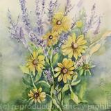 Sage and Black Eyed Susan