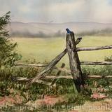 Blue bird in the Spring