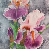  Spring Irises