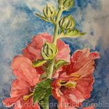 Hollyhocks 