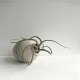 Squid Pot with Air Plant