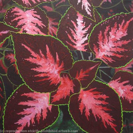 Coleus Plant 3