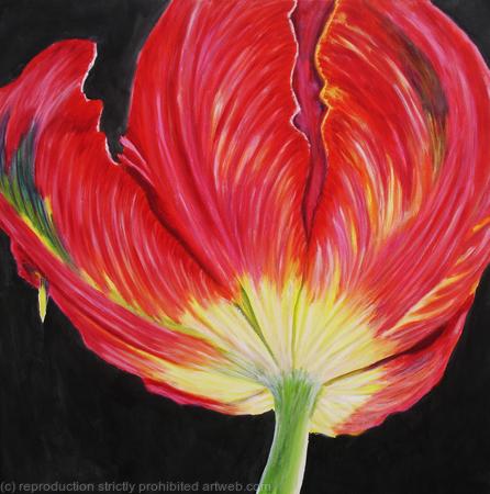 Red Tulip 3