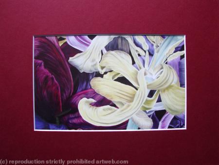 Tulipmania 11 - Print Burgandy Mount