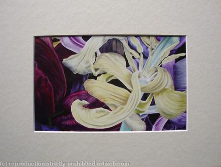 Tulipmania 11 - Print Cream Mount