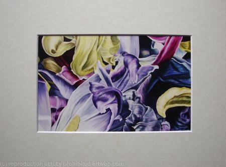 Tulipmania 14 - Print Cream Mount