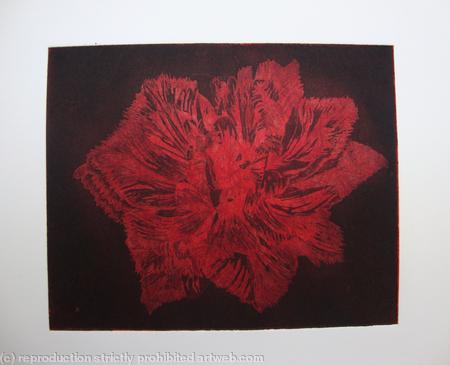 Caspin Dark Tulip Aquatint Etching Red