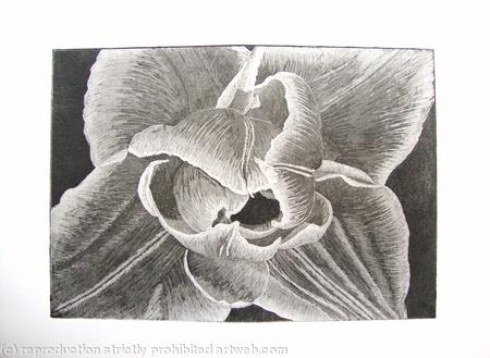 Compostella Tulip Aquatint Etching B/W