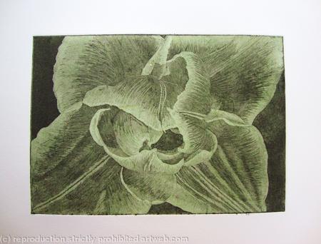 Compostella Tulip Aquatint Etching Lt Green