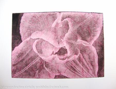 Compostella Tulip Aquatint Etching Pink