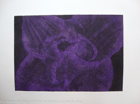 Compostella Tulip Aquatint Etching Purple