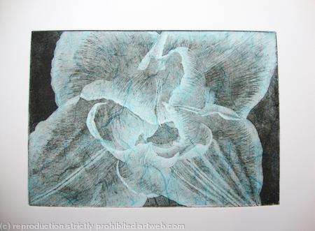 Compostella Tulip Aquatint Etching Turq