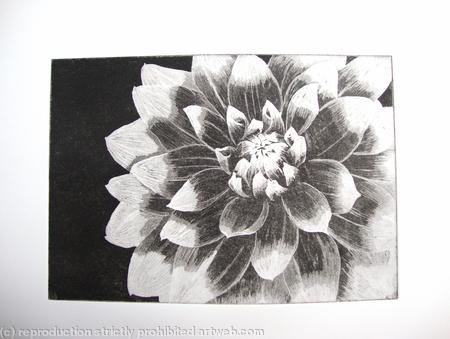 Dahlia1 BW