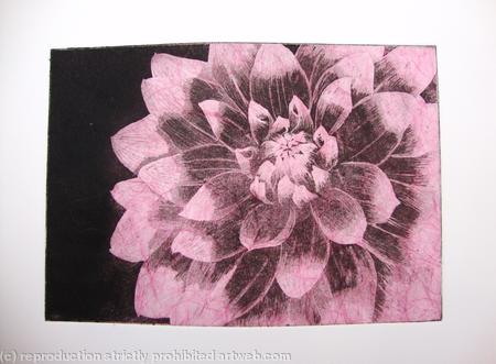 Dahlia1 pink