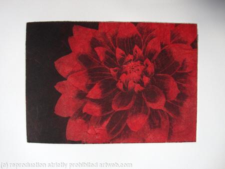 Dahlia1 red