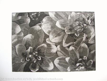 Dahlia 2 B/W