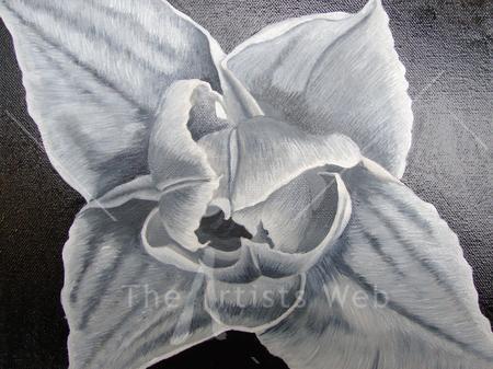 Compostella Tulip B/W