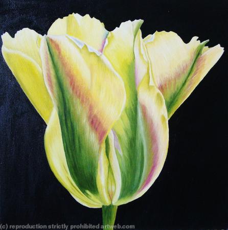 Golden Artist Tulip