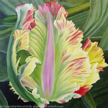 Flaming Parrot Tulip