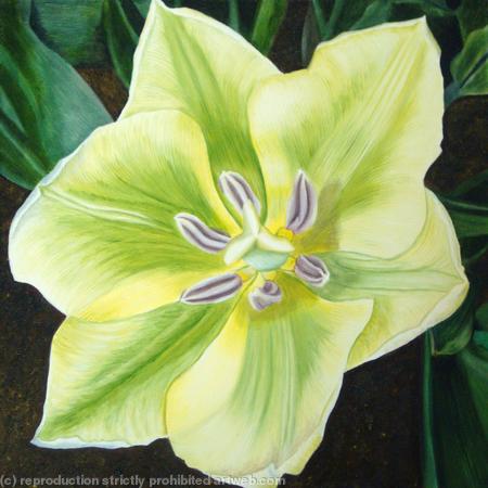 Spring Green Tulip