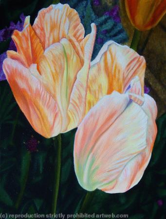 Orange Emperor Tulip 1