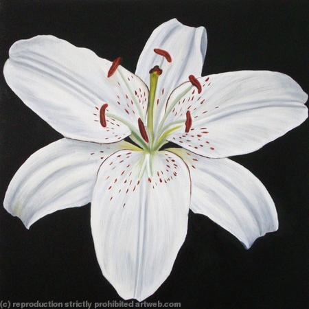 White Lily