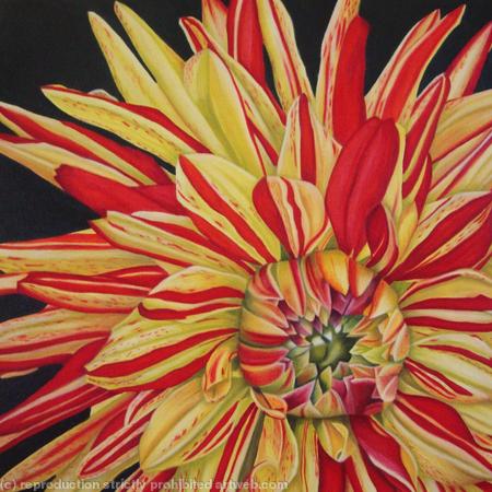 Striped Vulcan Dahlia