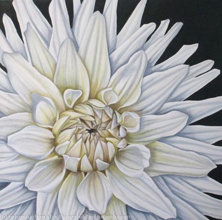 Dahlia White Moonlight