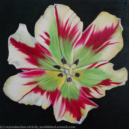 Flaming Spring Green Tulip