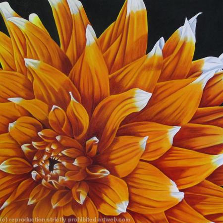 Dahlia Colour Spectacle