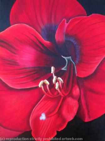 Amaryllis 2