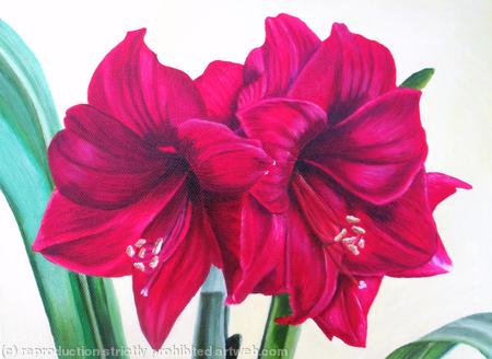 Amaryllis 1