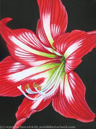Amaryllis 3