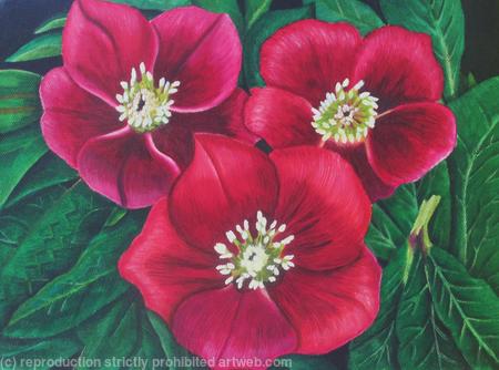 Red Hellebores