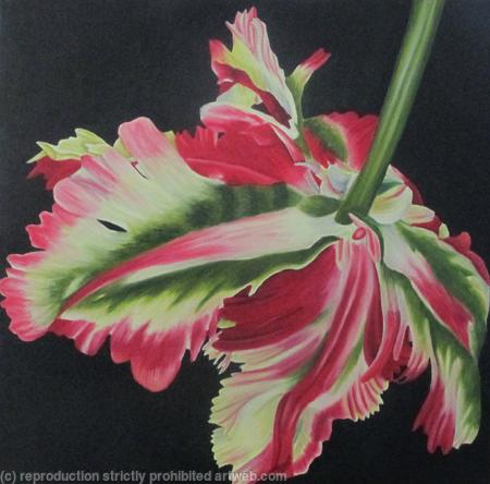 Double Flaming Parrot Tulip