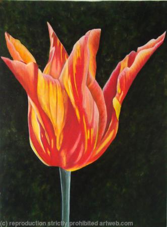 Ballerina Tulip