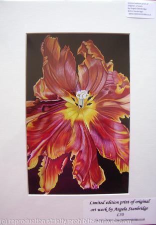 Terracotta Tulip - Print